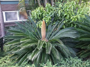 Cycads