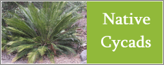 Native Cycads