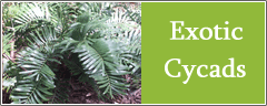 Exotic Cycads